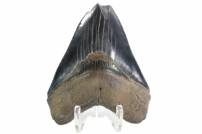 Serrated, Fossil Megalodon Tooth - Georgia #87952